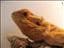 pillret